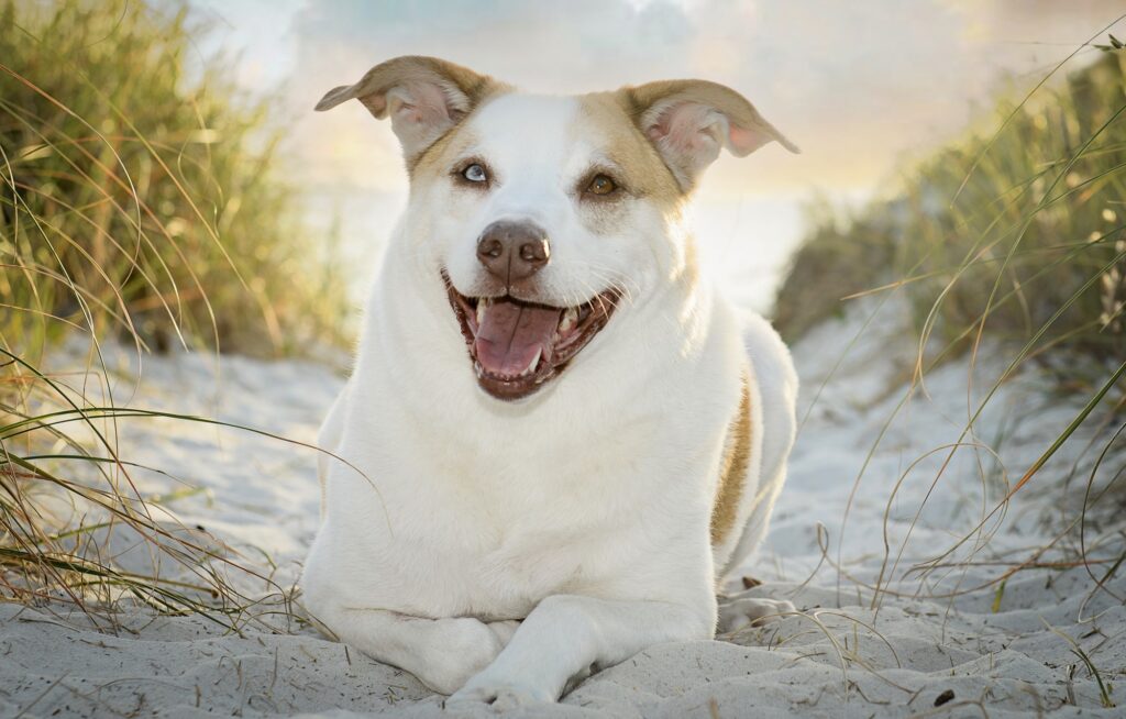 beach paws mobile grooming spa